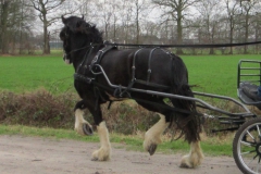 Sale-Blackbrooke-Glennifer-01-2012-broken-for-carriage