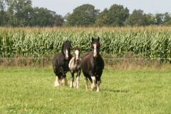 Shires-in-the-field-aug-2014-1