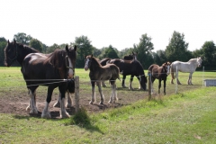 Shires-in-the-field-aug-2014-2