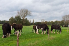 Shires-in-the-field-okt-2014