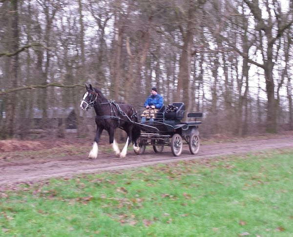 Carriage-2015-Glennis-driving-02