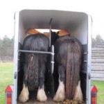 Polo (left) and Rose (right) in the horse trailer