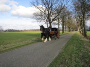 Polo in front of the carriage