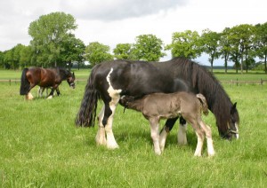 Mares with faols may 2014 1