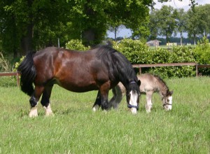 Mares with faols may 2014 4