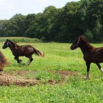 Shires in the field aug 2014 9