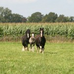 Shires in the field aug 2014 1