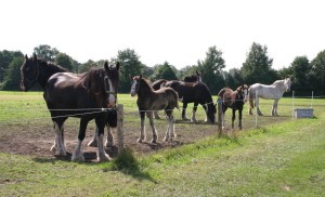 Shires in the field aug 2014 2