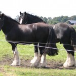 Shires in the field aug 2014 3