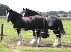 Shires in the field aug 2014 3