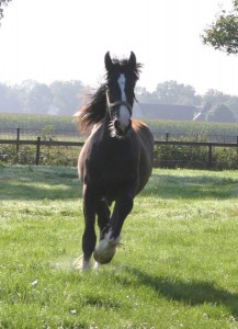 Shires in the field aug 2014 6