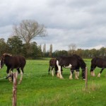 Shires in the field okt 2014