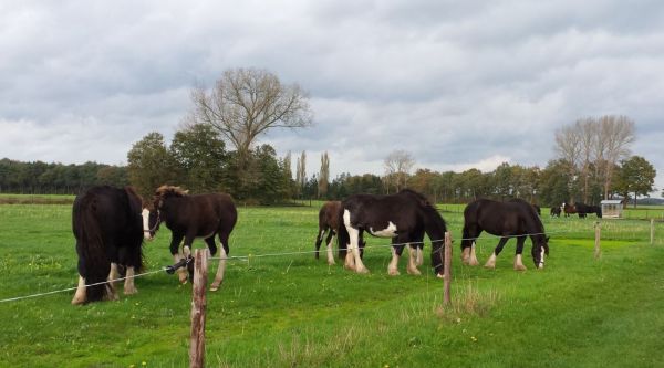 Shires in the field okt 2014